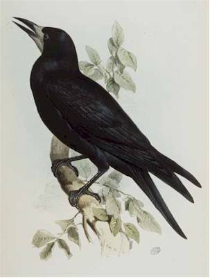 Corbeau Freux d'apr&egraves J. Gould